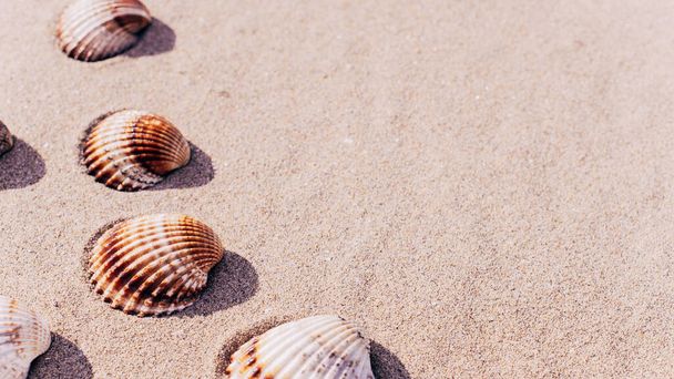 Czas letni. Seashells, rozgwiazdy na tle piasku oceanu plaży. Koncepcja podróży w minimalnym stylu - Zdjęcie, obraz