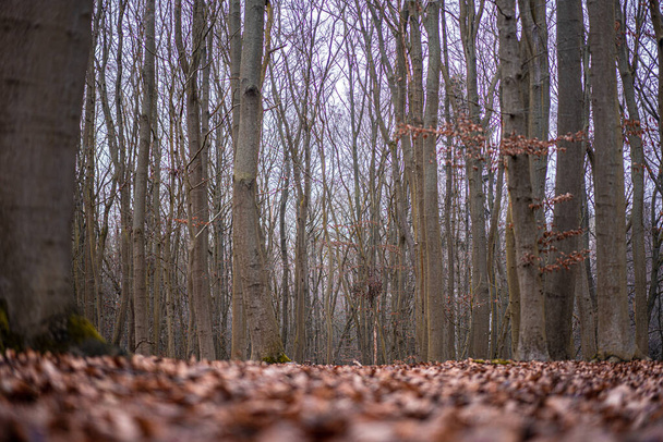 A shallow focus shot of tree trunks in the forest in autumn - Fotó, kép