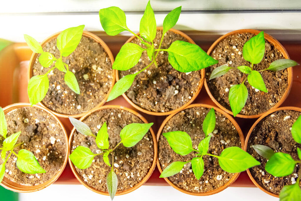 Plantaardige zaailingen peper na het plukken in kleine potten, landbouwtechnologie kweken zaailingen onder kunstmatige verlichting voor het planten in kassen voor het zomerseizoen - Foto, afbeelding
