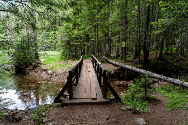 A mesmerizing shot of a path for hiking with a bridge in the forest - Foto, afbeelding