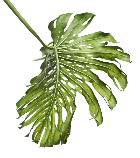 Monstera deliciosa Blatt oder Schweizer Käsepflanze, isoliert auf weißem Hintergrund, mit Schneideweg - Foto, Bild