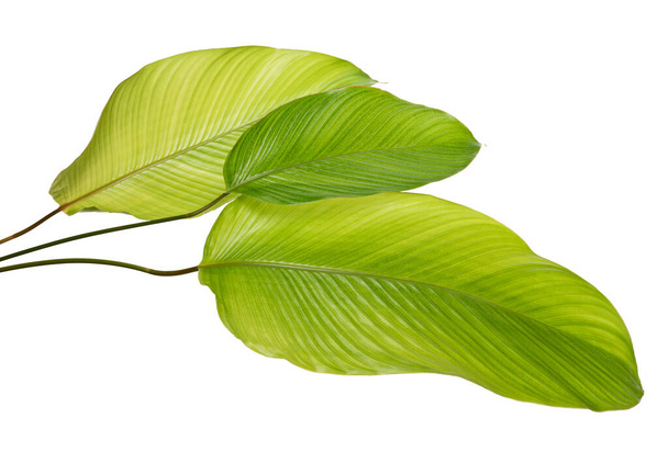Calathea yaprağı, egzotik tropikal yaprak, büyük yeşil yaprak, kesme yolu ile beyaz arka planda izole - Fotoğraf, Görsel