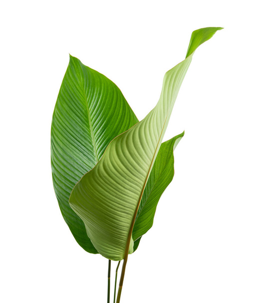 Φύλλο Calathea, Εξωτικό τροπικό φύλλο, Μεγάλο πράσινο φύλλο, απομονωμένο σε λευκό φόντο με μονοπάτι απόληξης - Φωτογραφία, εικόνα