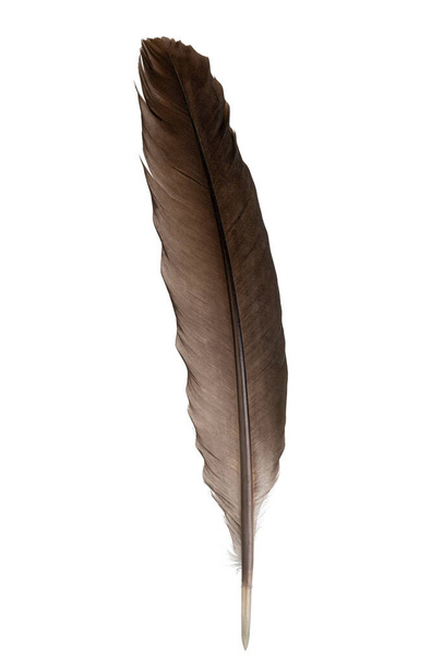 Brown feather isolated on white background, with clipping path - Φωτογραφία, εικόνα