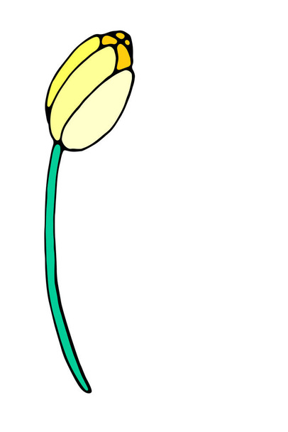 Flor amarilla de tulipán aislada. Símbolo de primavera, amor, floración. Elemento de diseño dibujado a mano, clipart, decoración para el telón de fondo, tarjeta de felicitación, San Valentín, Día de la Mujer o Madre. - Vector, imagen