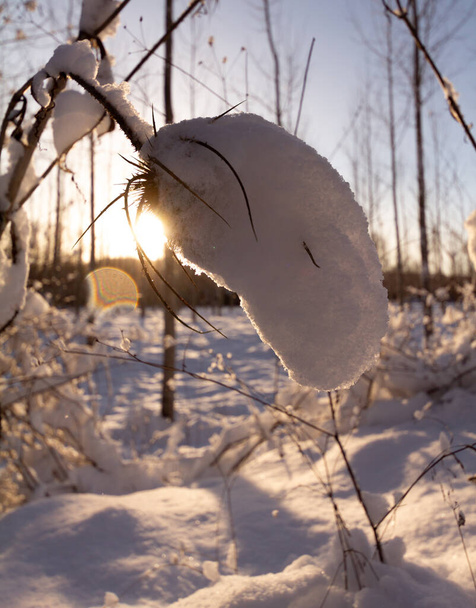 Vista da vicino di un teasel coperto di neve su un bellissimo paesaggio innevato. - Foto, immagini