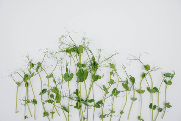 Micro-green sprouts close-up on a white background with free space. Healthy food and lifestyle - Zdjęcie, obraz