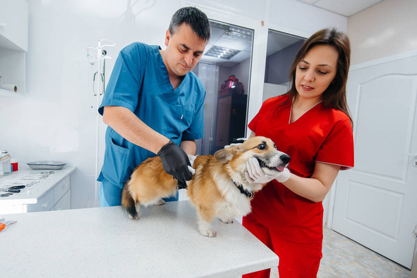 In a modern veterinary clinic, a thoroughbred Corgi dog is examined. Veterinary clinic - Valokuva, kuva