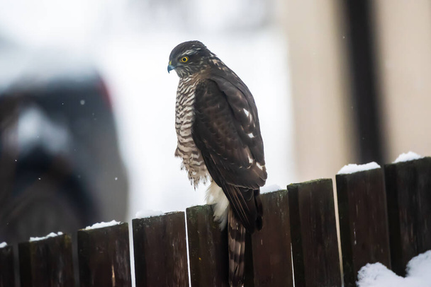 Sparrow hawk on wooden fence. Accipiter nisus. - Photo, Image