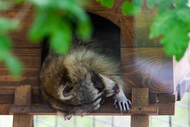 Szop odpoczywa i śpi w małym drewnianym domku. - Zdjęcie, obraz