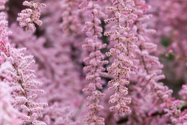 Beautiful blooming Smallflower Tamarisk tree or Tamarix parviflora with pink flowers. - Photo, Image
