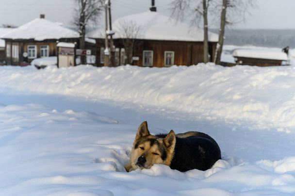 cane nella neve. il cane stava sorvegliando la sua casa, stanco e riposato in un cumulo di neve. primo piano. un cane giallo-marrone segue il fotografo attraverso una fessura negli occhi. inverno giornata di sole - Foto, immagini