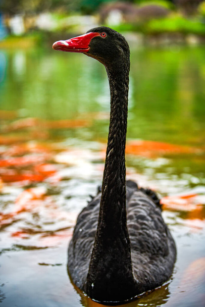 Un grupo de koi y cisnes negros en el estanque - Foto, imagen