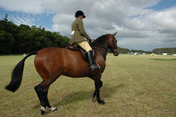 paard met jockey op dressuur proeven in het park - Foto, afbeelding