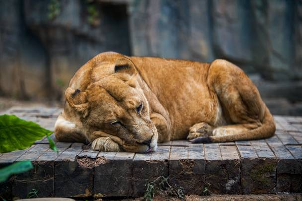 Wielki lew śpi, zwierzęca bestia - Zdjęcie, obraz