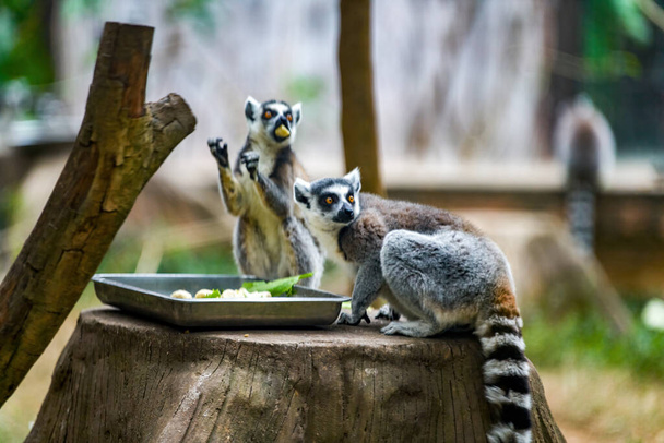 A bunch of cute long-tailed raccoons are eating - Photo, Image