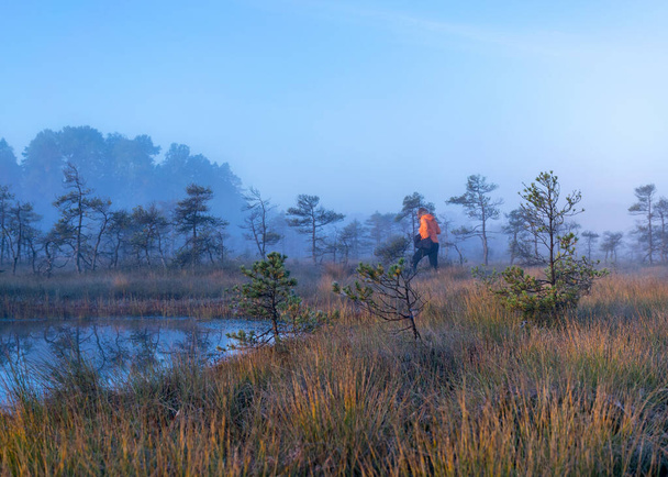 туманный болотный пейзаж с болотными соснами и традиционной болотной растительностью, размытый человеческий силуэт в тумане, размытый фон, туман в болоте, сумерки - Фото, изображение