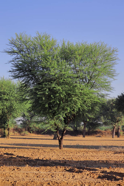 Vachellia nilotica (commonly known as gum arabic tree, babul, thorn mimosa, Egyptian acacia or thorny acacia - Photo, Image