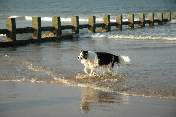 Dog running on the beach - Photo, Image
