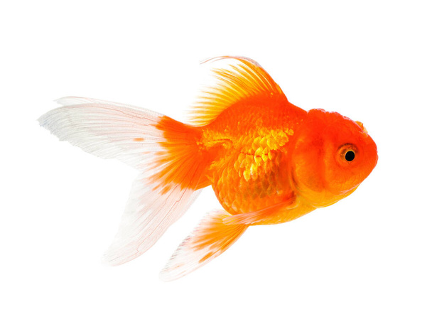 Peixe dourado isolado sobre fundo branco - Foto, Imagem
