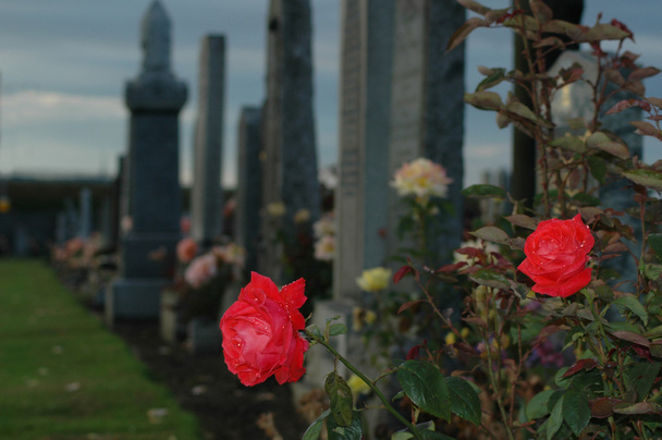 Rosa no cemitério depois da chuva
 - Foto, Imagem