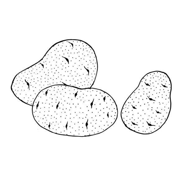 Vektorové kreslicí brambory - Vektor, obrázek