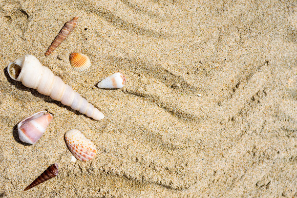 Seashells on the sand close-up. Tropical beach. Summer background. Copy space. - Φωτογραφία, εικόνα