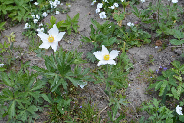 Anemone sylvestris (Schneeglöckchen-Anemone) - weiße Frühlingsblumen blühen an klaren Tagen im Frühlingsgarten. Rasen mit vielen zarten Blumen, Hintergrund - Foto, Bild
