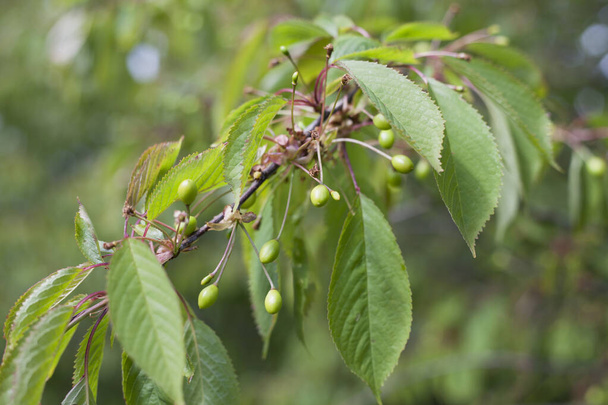 Prunus avium -  brunch of wild cherry, bird cherry tree with small green fruit. - Photo, Image