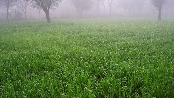 Petites gouttelettes de brouillard sur les plants de blé ou de Triticum. Misty scène du matin près de Jaipur, Inde. - Photo, image