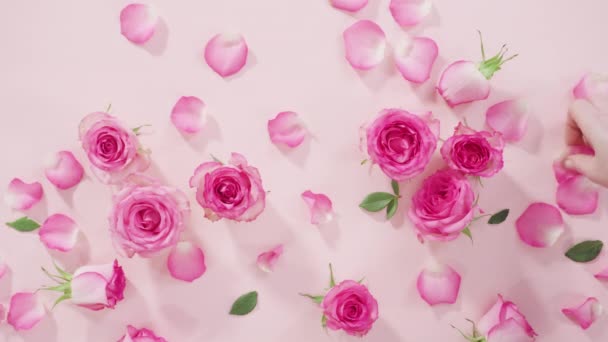 Floristin arrangiert einen Strauß aus rosa Rosen. - Filmmaterial, Video