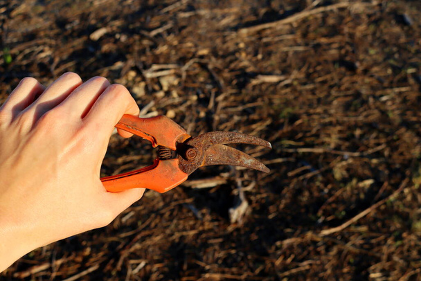 Old rusty pruner in a female hand on a blurred gray background. - Zdjęcie, obraz