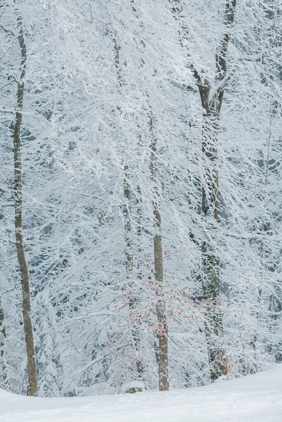 Δέντρα στο χιόνι. Ωραίος χειμώνας. Χειμώνας. - Φωτογραφία, εικόνα