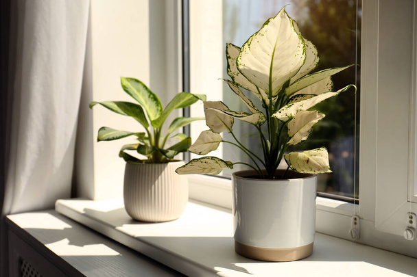 Exotic houseplants with beautiful leaves on window sill at home - Foto, afbeelding