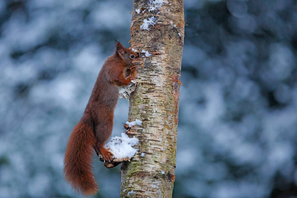 Красная белка (Sciurus vulgaris) в снегу в поисках пищи в лесу в Нидерландах  - Фото, изображение