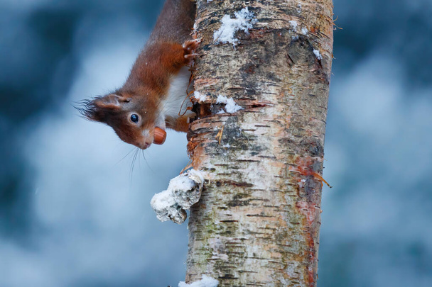 Écureuil roux d'Eurasie (Sciurus vulgaris) dans la neige à la recherche de nourriture dans la forêt aux Pays-Bas  - Photo, image