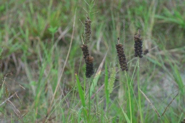 imagen de la planta de hierba de carex marrón salvaje. - Foto, imagen