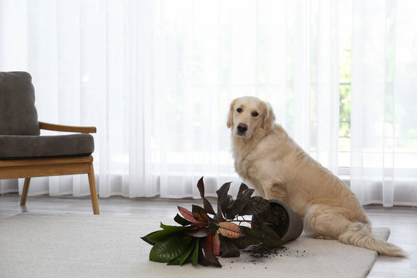 Cute Golden Retriever dog near overturned houseplant on light carpet at home. Space for text - 写真・画像