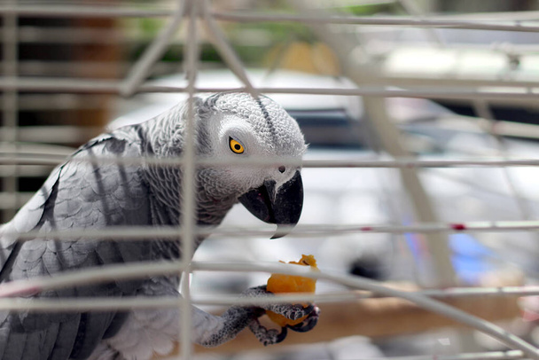 Gri papağan yiyecekleri kafeste tutar.. - Fotoğraf, Görsel