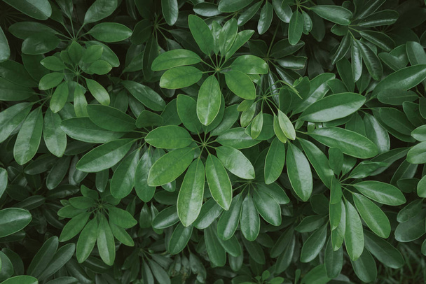 zelené listy v zahradě - Fotografie, Obrázek