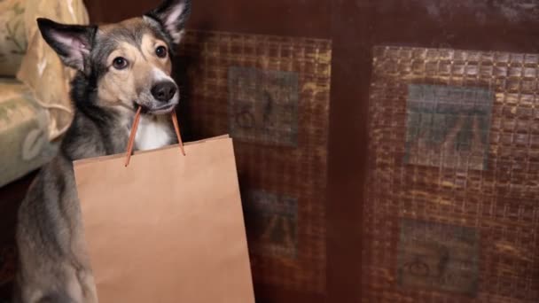 Pies trzyma paczkę w domu. dostawa żywności, przestrzeń tekstowa, dobry chłopiec - Materiał filmowy, wideo