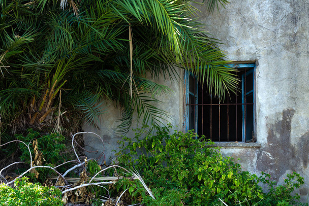 Старый заброшенный дом с разбитыми окнами и зарослями растений, пальма, вид снаружи. - Фото, изображение