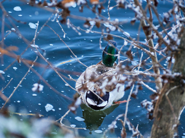 Selected focus. The Mallard Anas platyrhynchos is a species of anseriform bird from the Anatidae family. Duck swimming in winter - Photo, Image