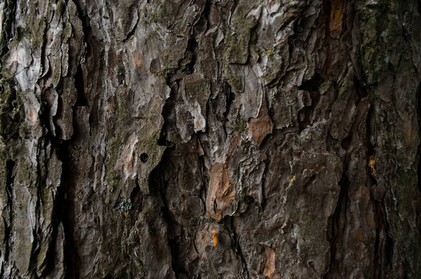 Textura de corteza de árbol. Tronco de pino de cerca. Enfoque suave - Foto, imagen