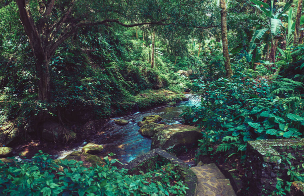 Picturesque river in the forest on Bali island - Fotó, kép