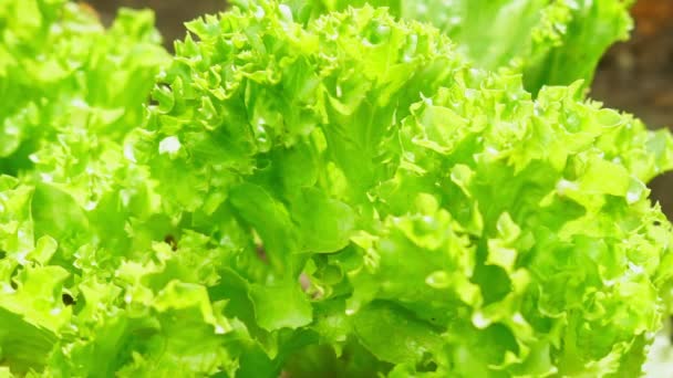 leaf green lettuce plant cultivation ona organic farm. - Footage, Video
