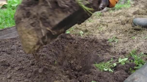 Σκάβοντας το έδαφος του κρεβατιού με ένα φτυάρι πριν από τη διαχείμαση σε αργή κίνηση - Πλάνα, βίντεο