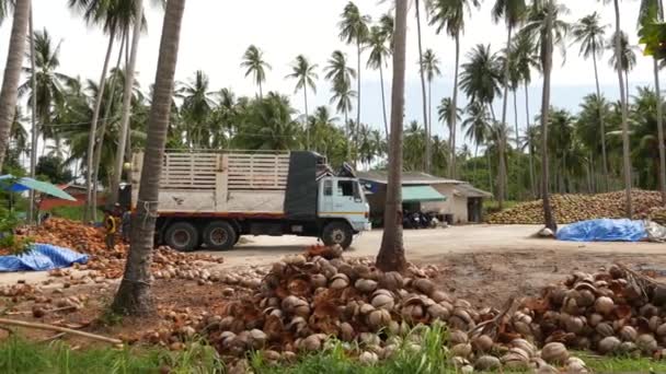 KOH SAMUI ISLAND, THAILAND - 1. Juli 2019: Asiatische thailändische Männer, die auf Kokosnussplantagen arbeiten, sortieren Nüsse, die für die Öl- und Zellstoffproduktion bereit sind. Traditionelle asiatische Landwirtschaft und Arbeit - Filmmaterial, Video