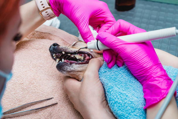 Ultradźwiękowe czyszczenie zębów u psa. Lekarz dentysta czyści zęby psu, zwierzę jest pod narkozą w klinice weterynaryjnej. stomatologia weterynaryjna. - Zdjęcie, obraz