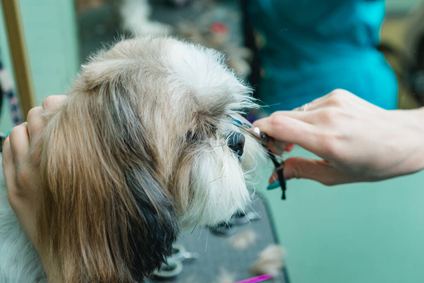 Grooming the Shih Tzu dog - Foto, immagini